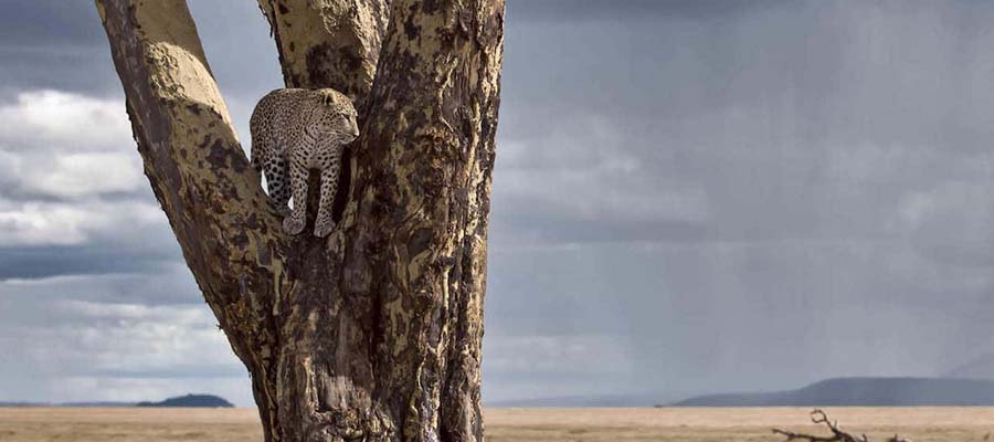 Leopard Safari 